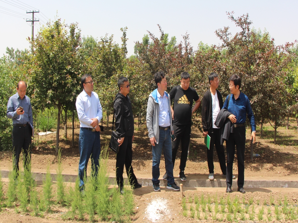 考察苗木繁育情况 考察苗木繁育情况